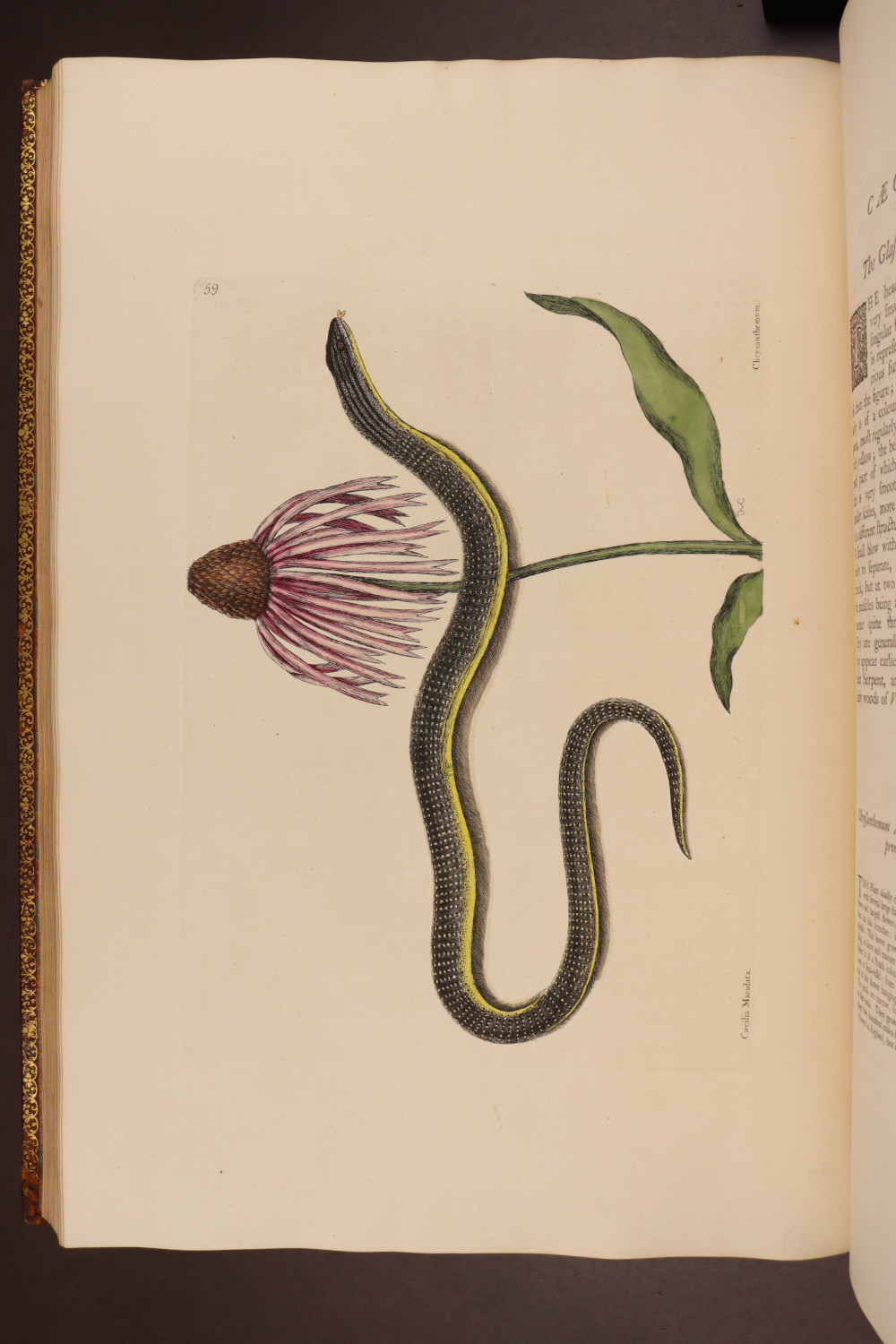 Plate 59